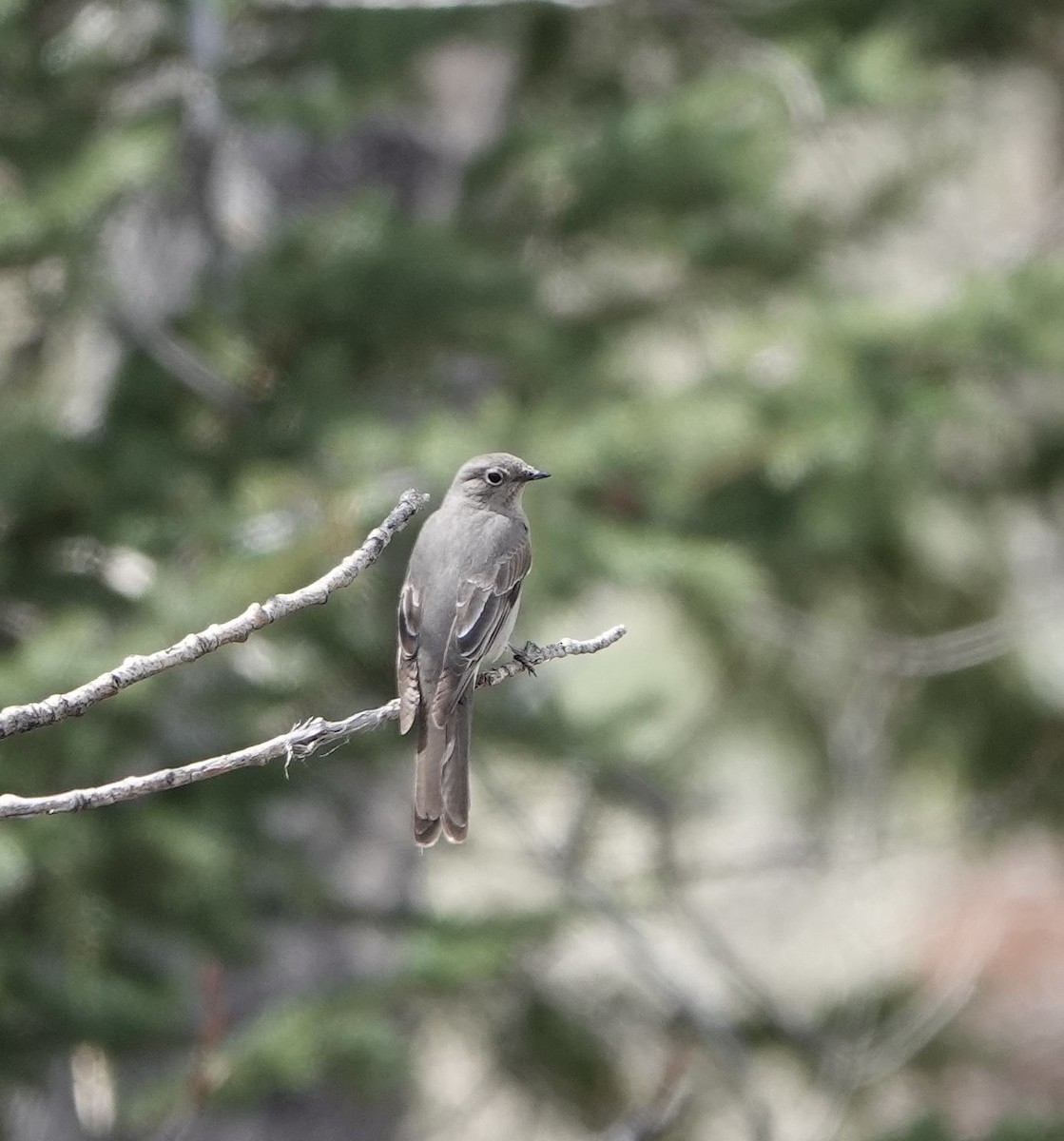 Townsend's Solitaire - ML618396590