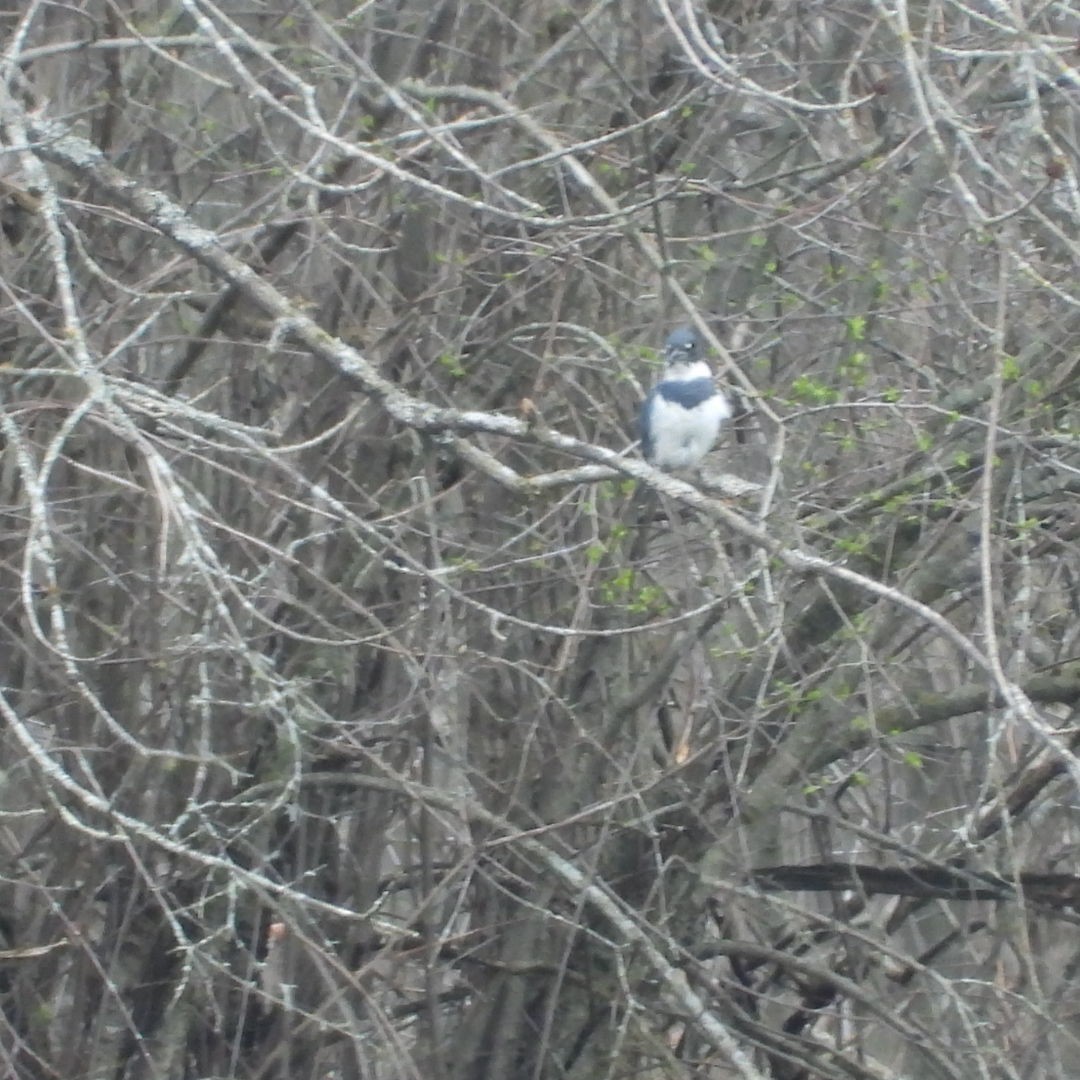 Belted Kingfisher - ML618396594