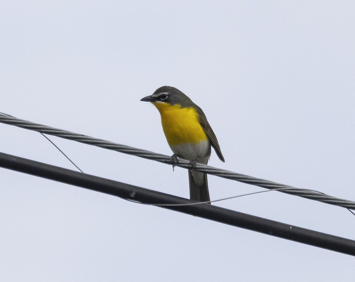 Yellow-breasted Chat - ML618396642