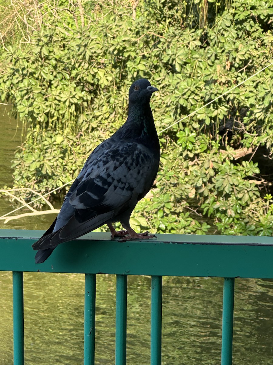 Rock Pigeon (Feral Pigeon) - ML618396648