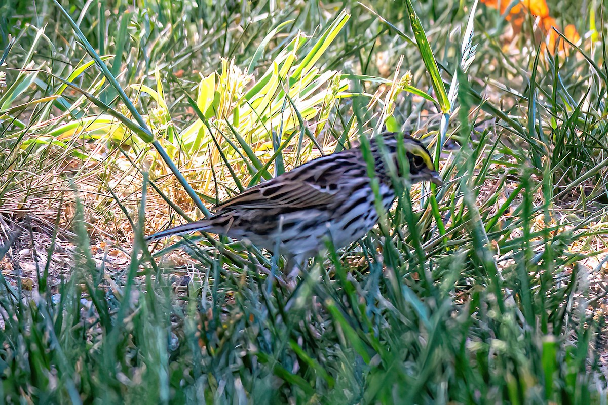 Savannah Sparrow - ML618396688