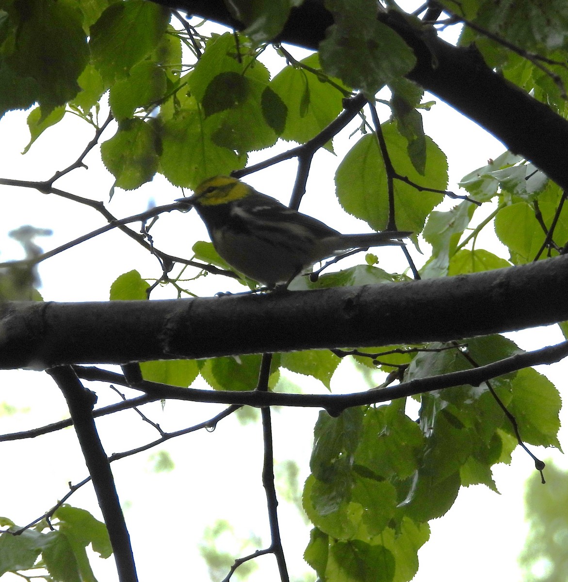Black-throated Green Warbler - ML618396716