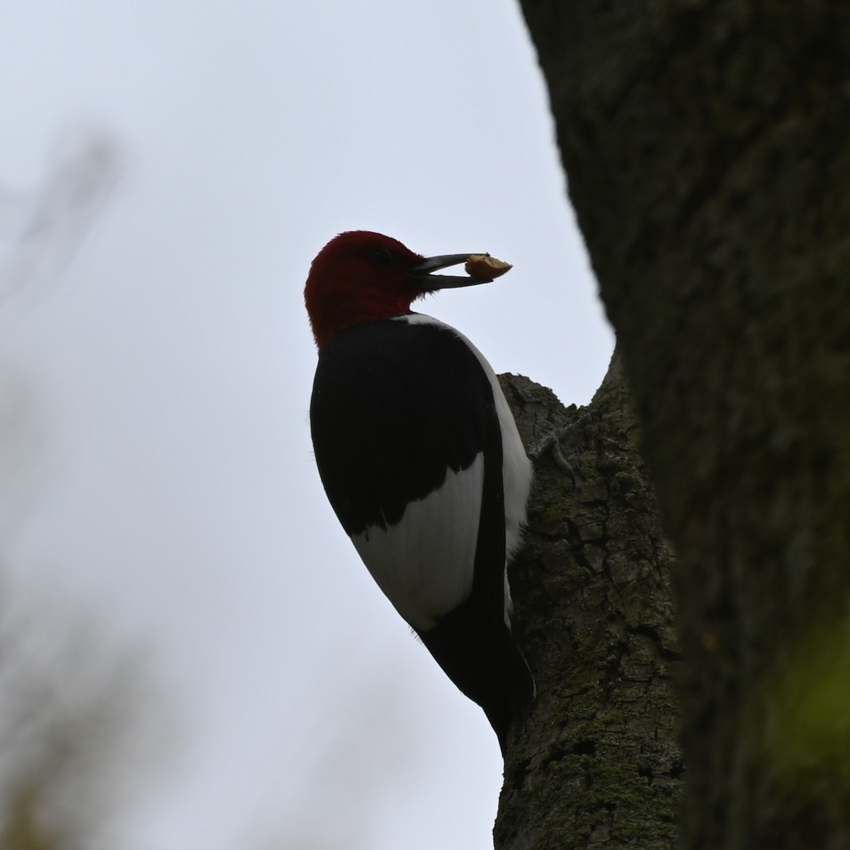 Red-headed Woodpecker - ML618396722