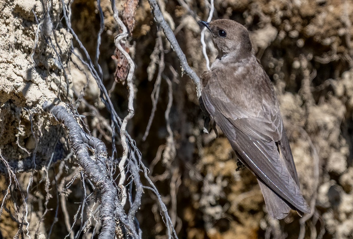 Northern Rough-winged Swallow - ML618396753