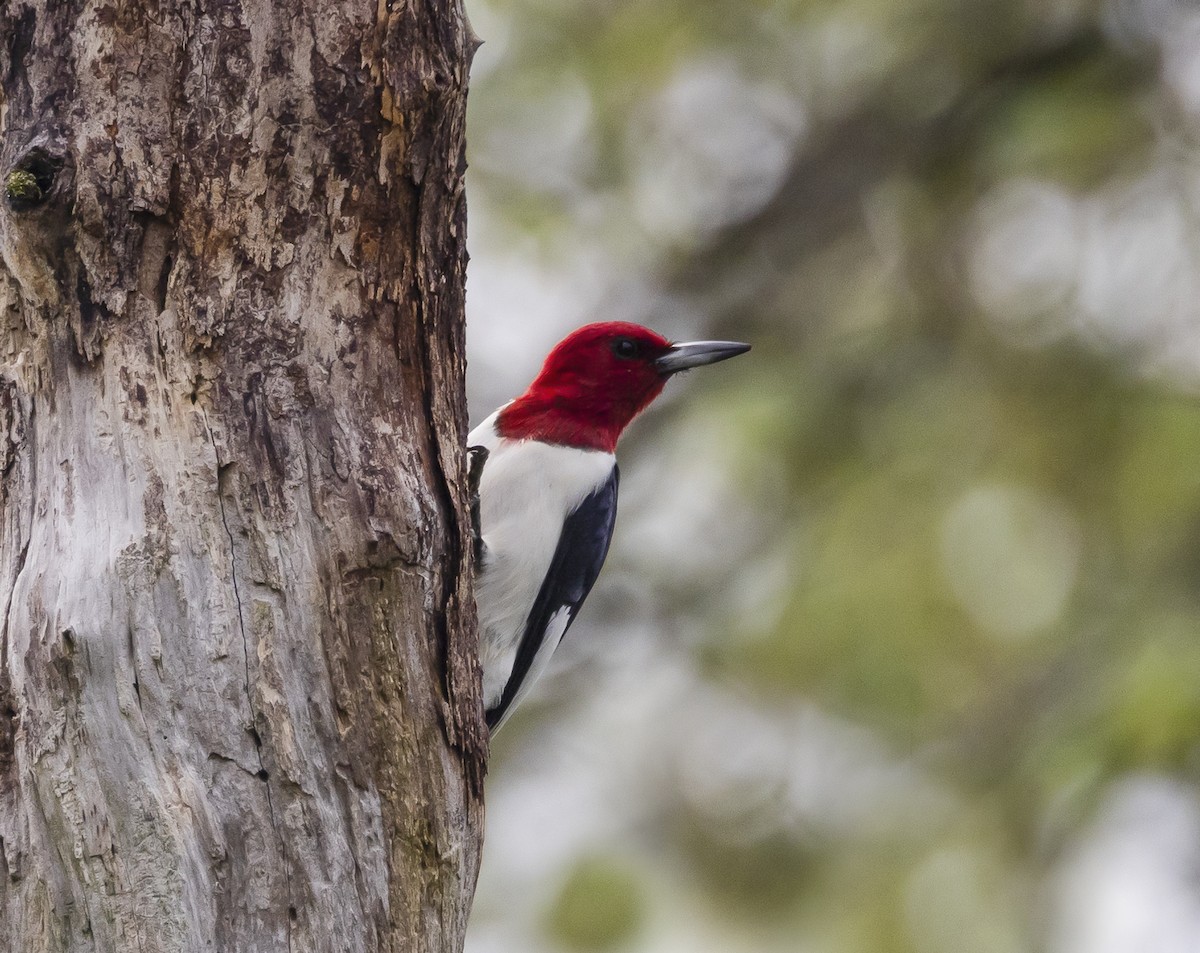 Red-headed Woodpecker - Sally Edwards