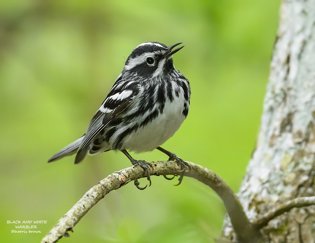 Black-and-white Warbler - ML618396771