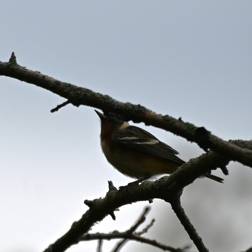 Bay-breasted Warbler - ML618396784