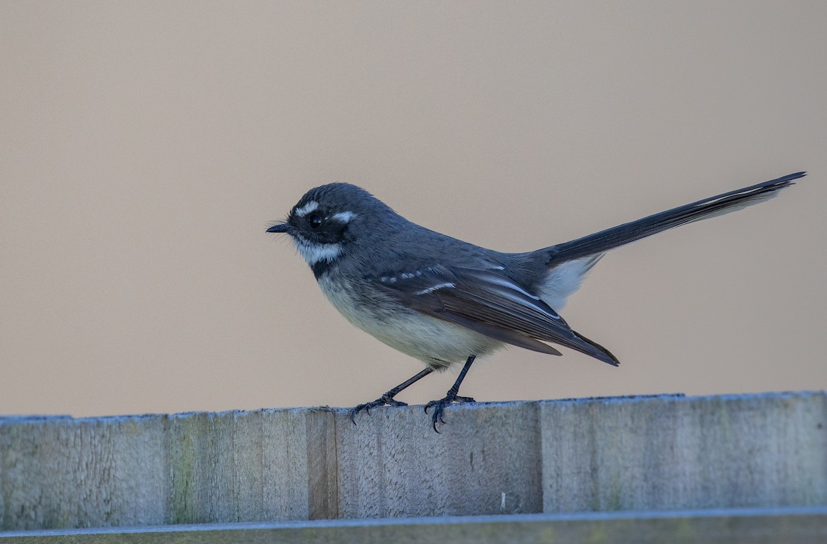 Gray Fantail (albiscapa) - ML618396841