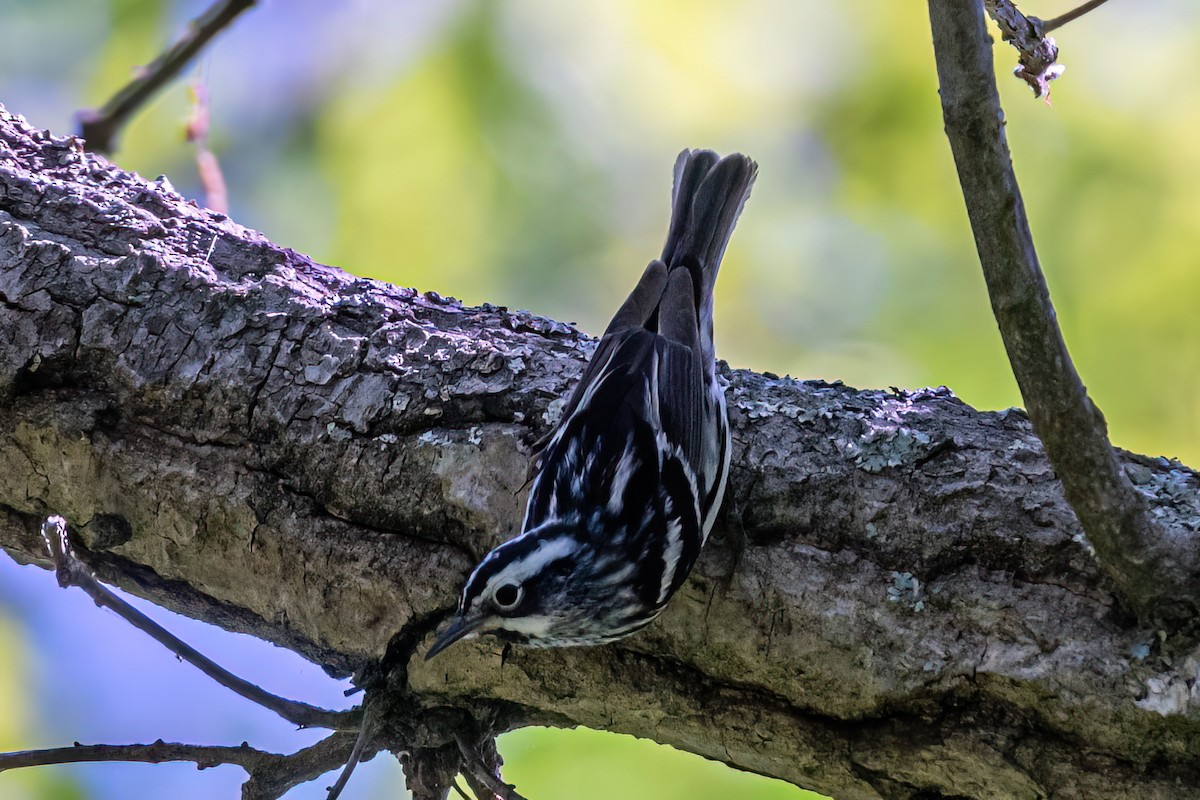 Black-and-white Warbler - ML618396873