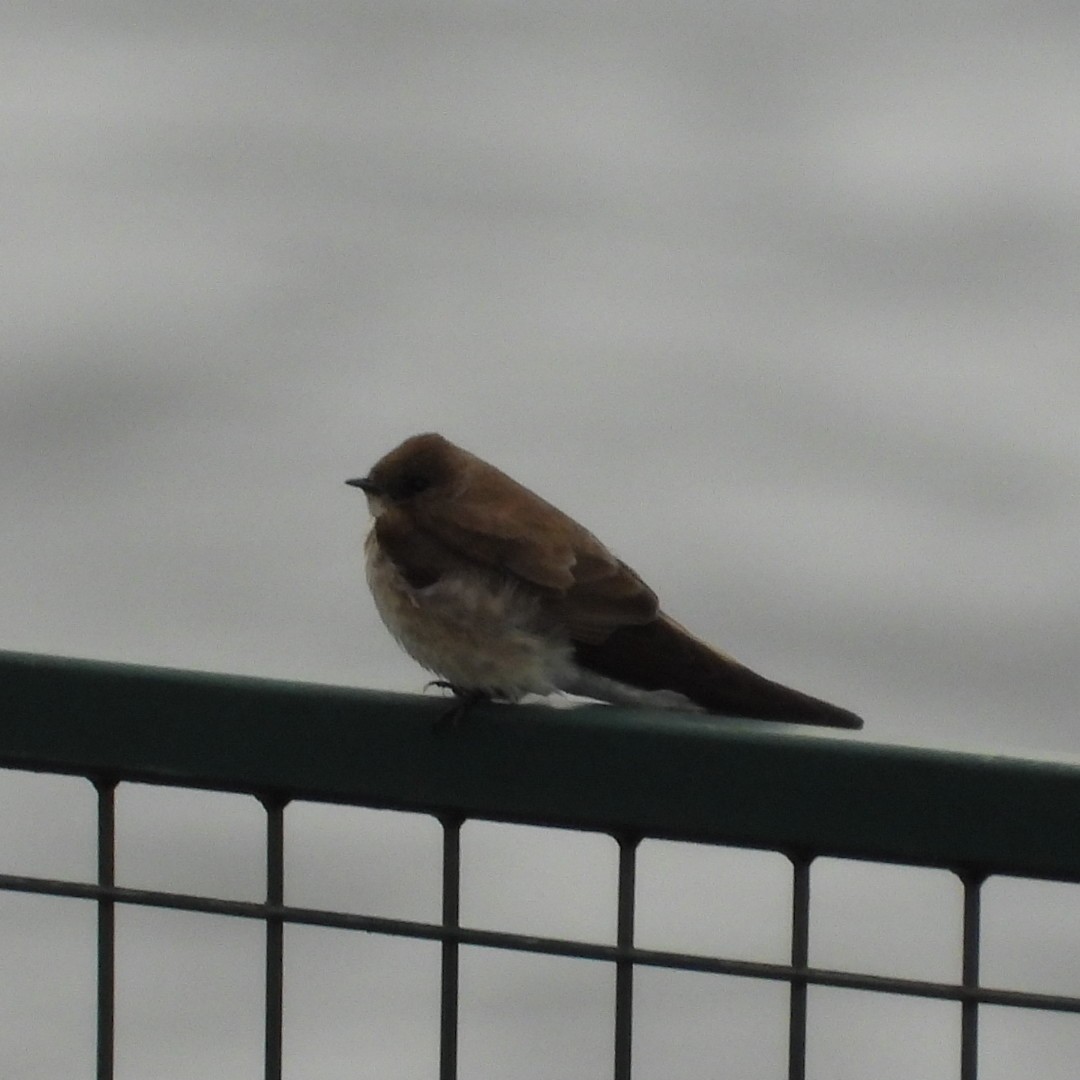 Northern Rough-winged Swallow - ML618396891
