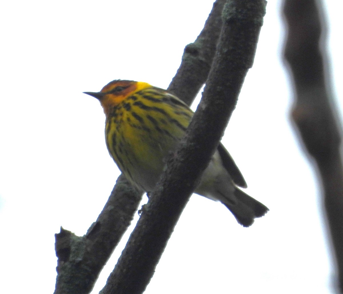 Cape May Warbler - ML618396896
