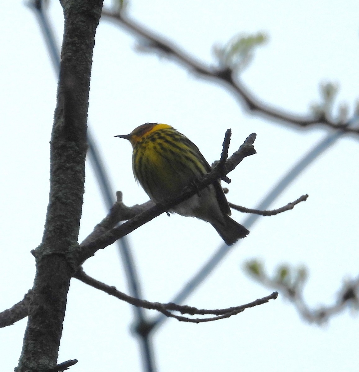 Cape May Warbler - ML618396897