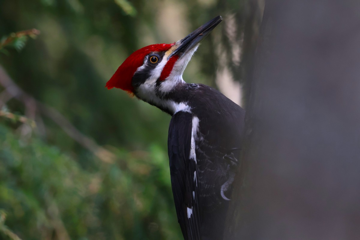 Pileated Woodpecker - Steve Decker