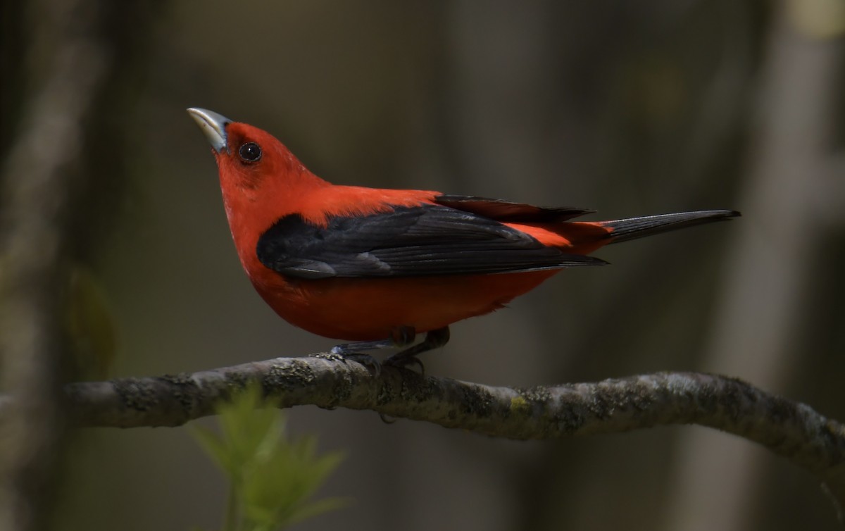 Scarlet Tanager - ML618396954