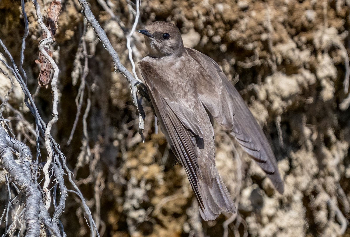 Northern Rough-winged Swallow - ML618396957