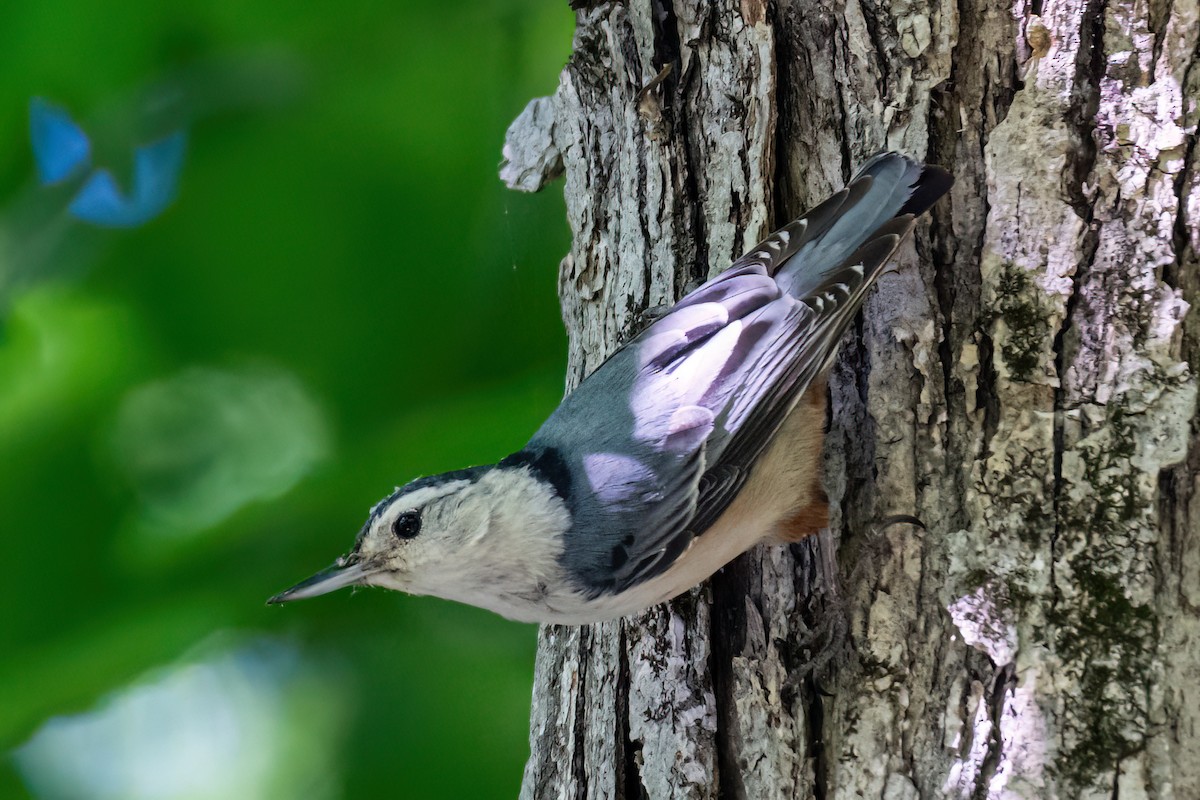 White-breasted Nuthatch - ML618396960
