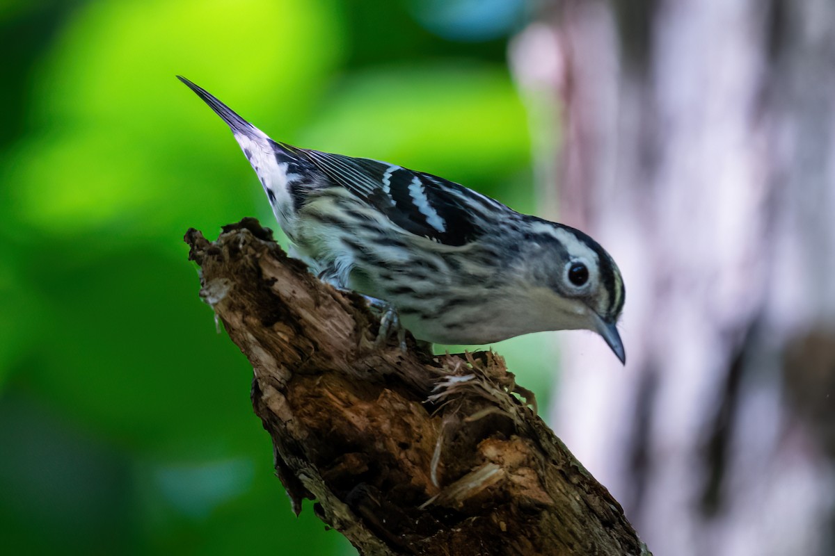 Black-and-white Warbler - ML618396994
