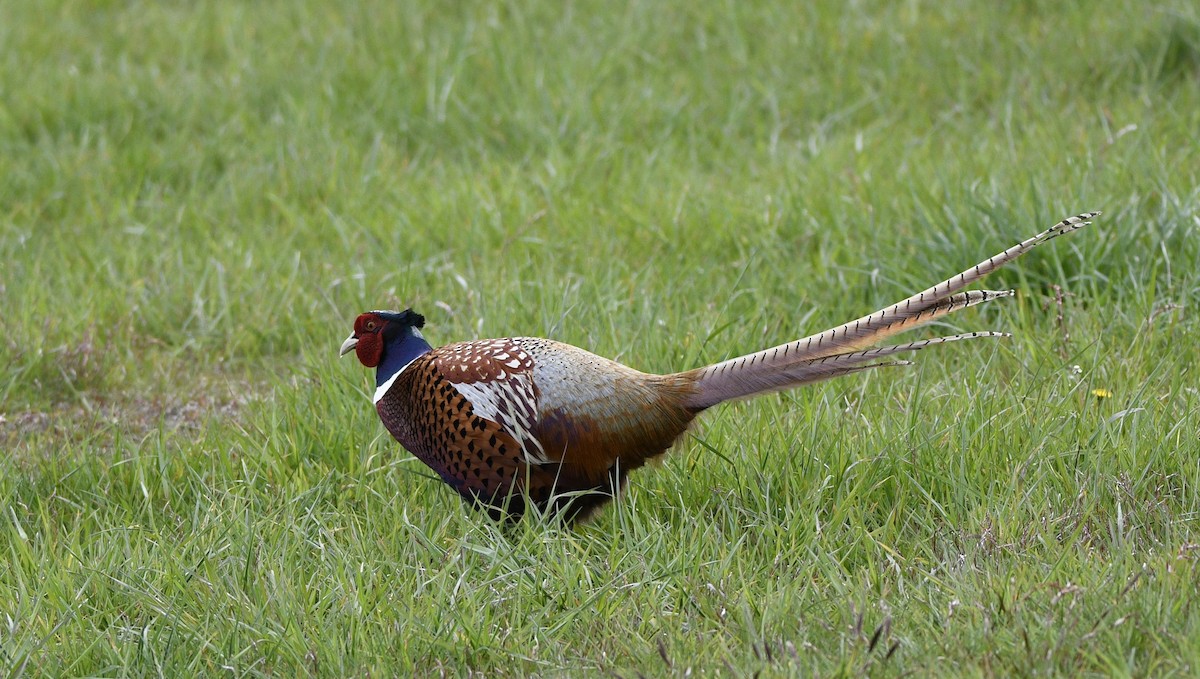 Ring-necked Pheasant - ML618397025