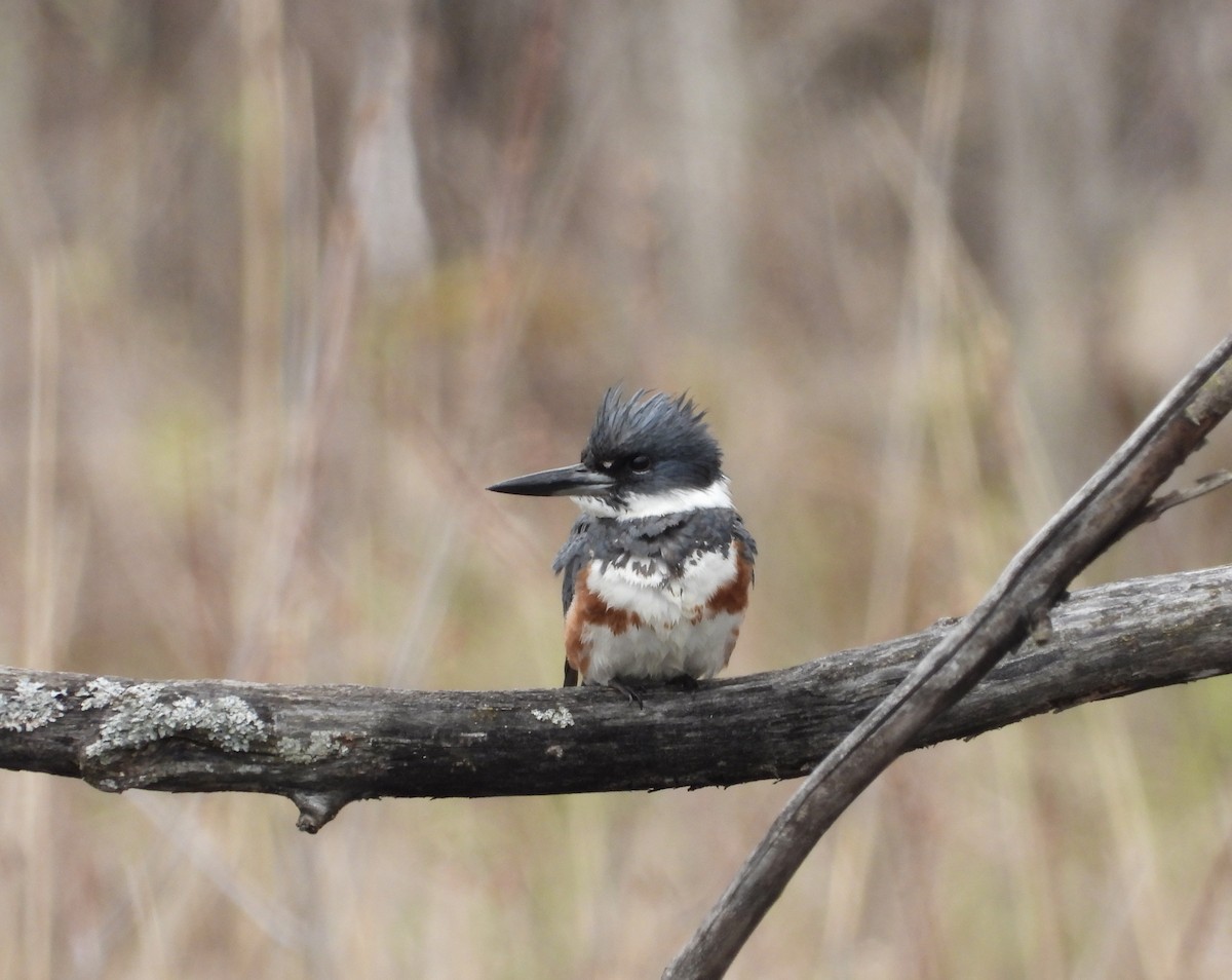 Belted Kingfisher - ML618397033