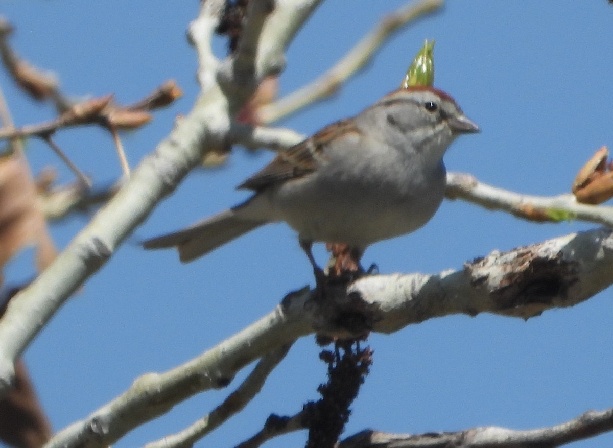 Chipping Sparrow - ML618397039