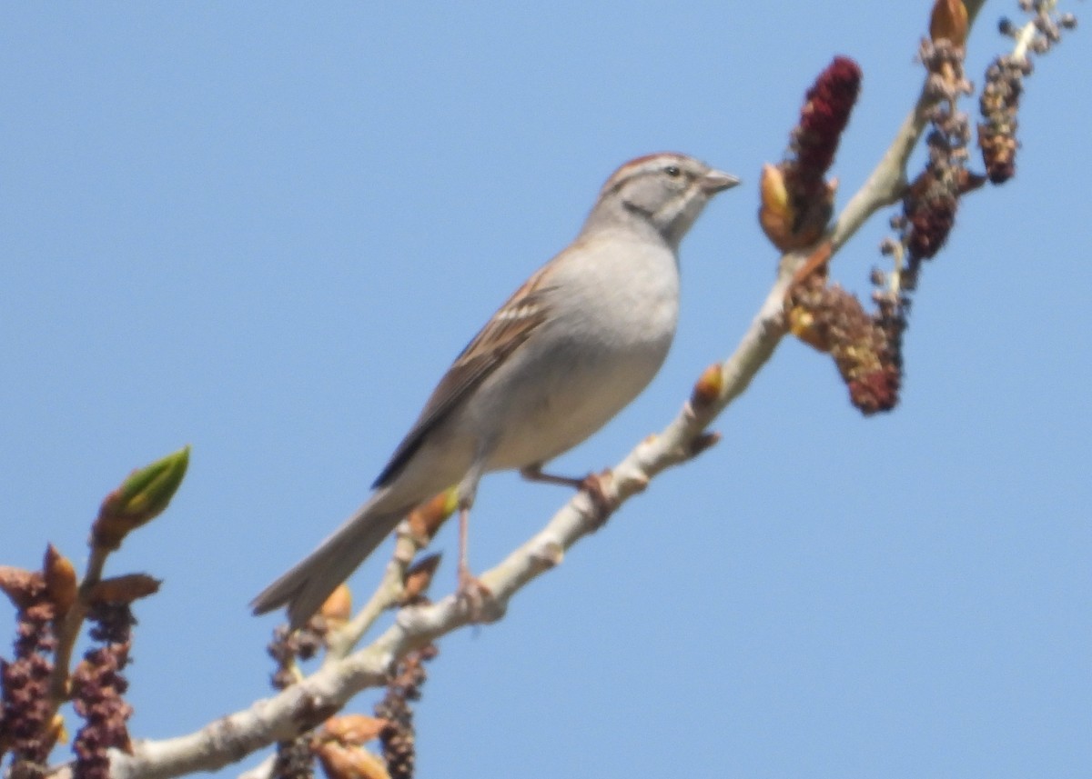 Chipping Sparrow - ML618397040