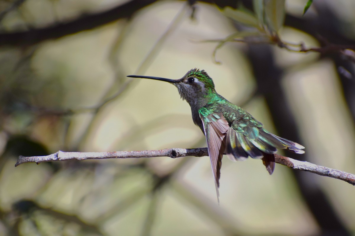 kolibřík skvostný - ML618397041