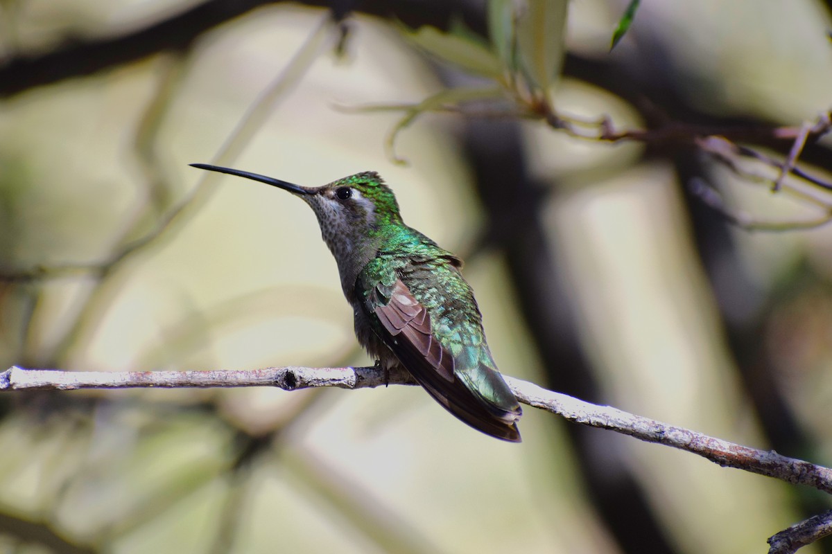 Rivoli's Hummingbird - ML618397042