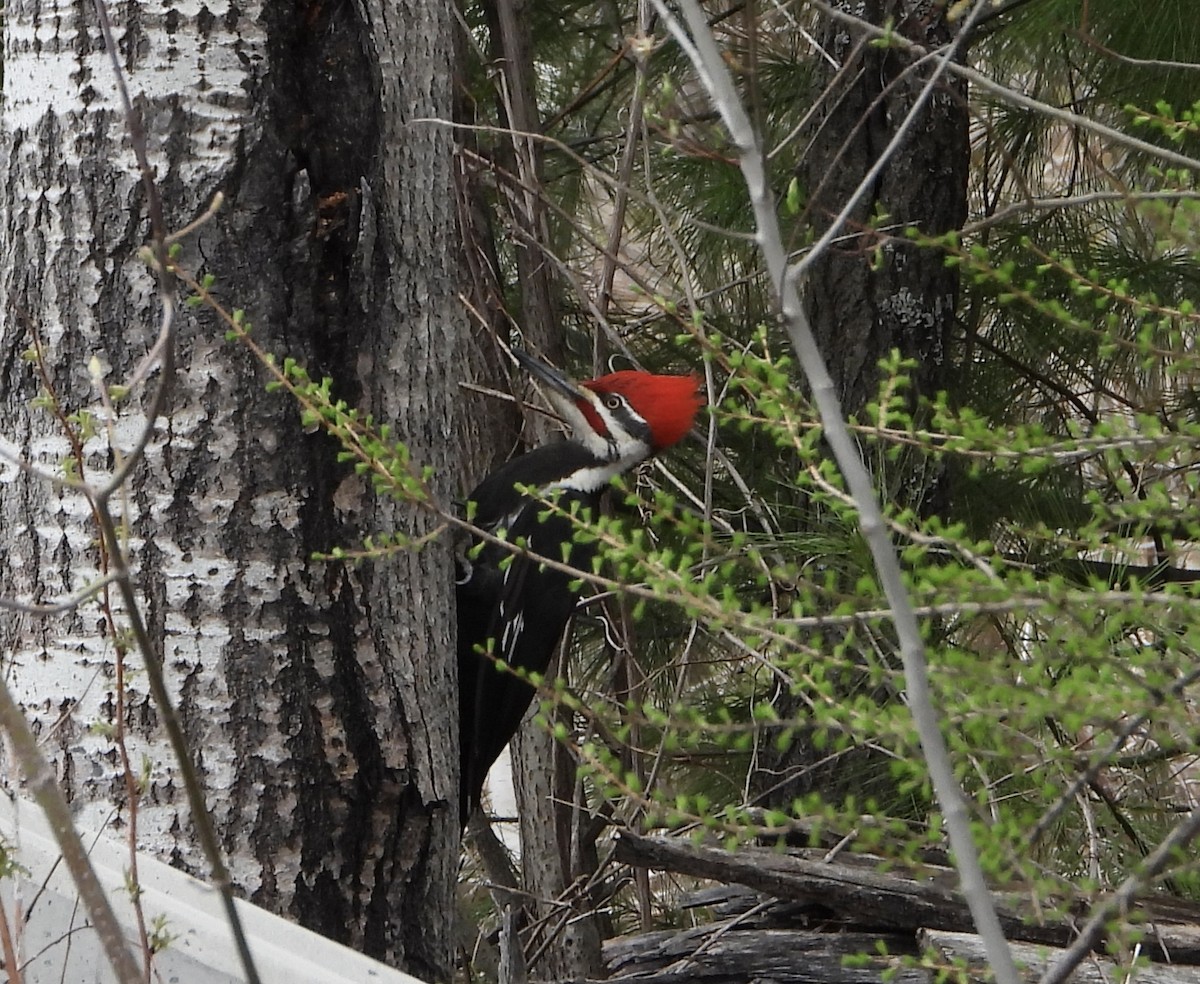 Pileated Woodpecker - ML618397047