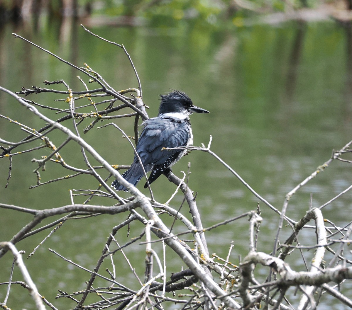 Belted Kingfisher - ML618397085