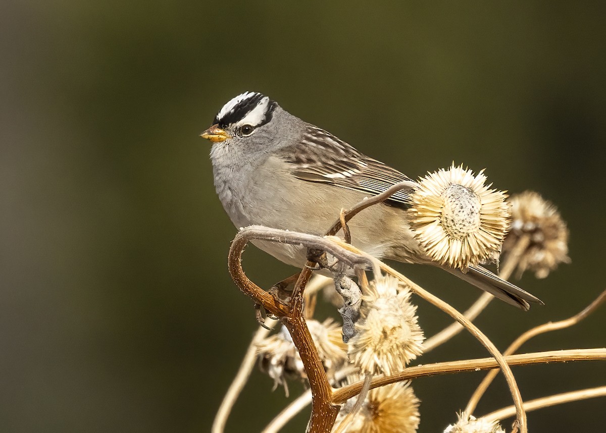White-crowned Sparrow - ML618397086