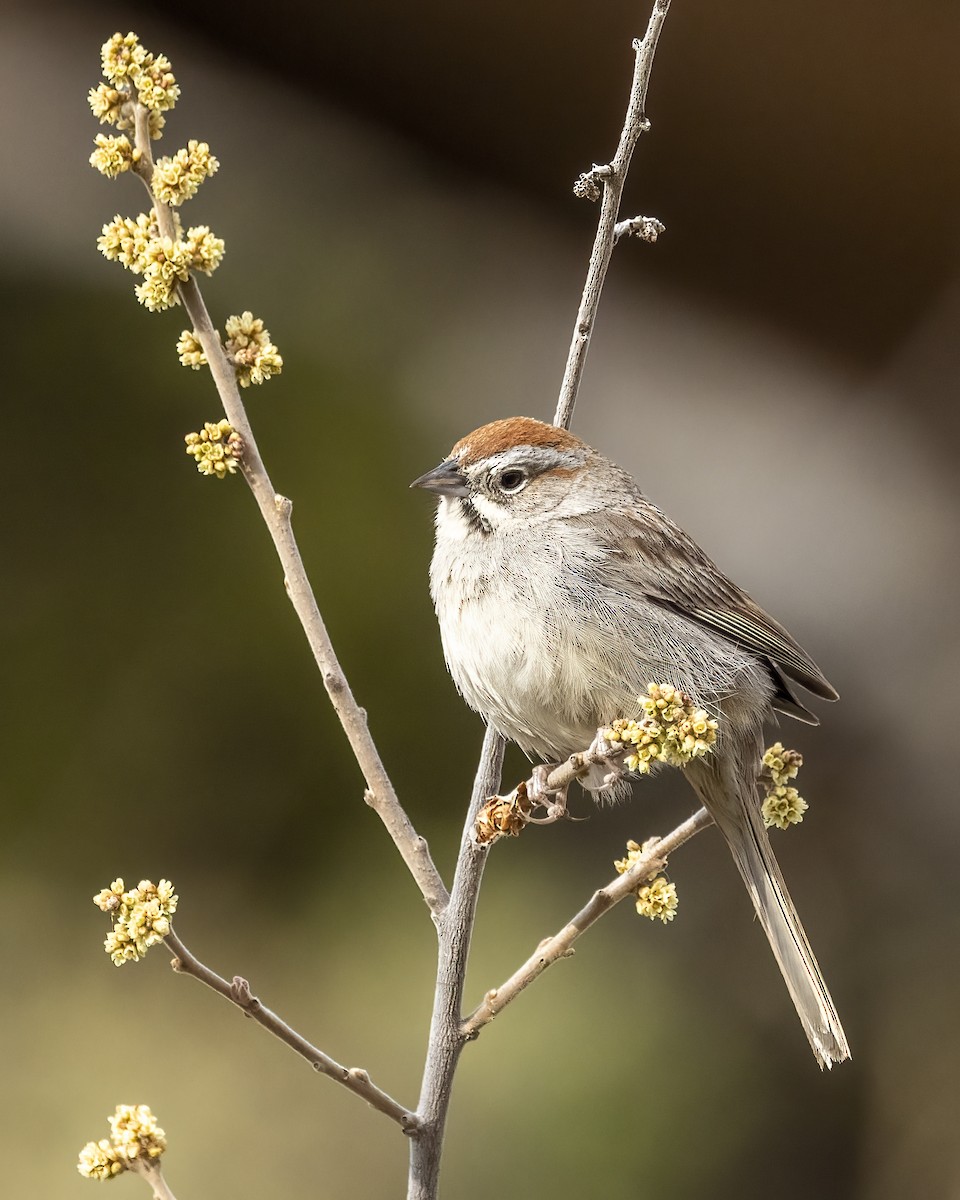 Rufous-crowned Sparrow - ML618397169