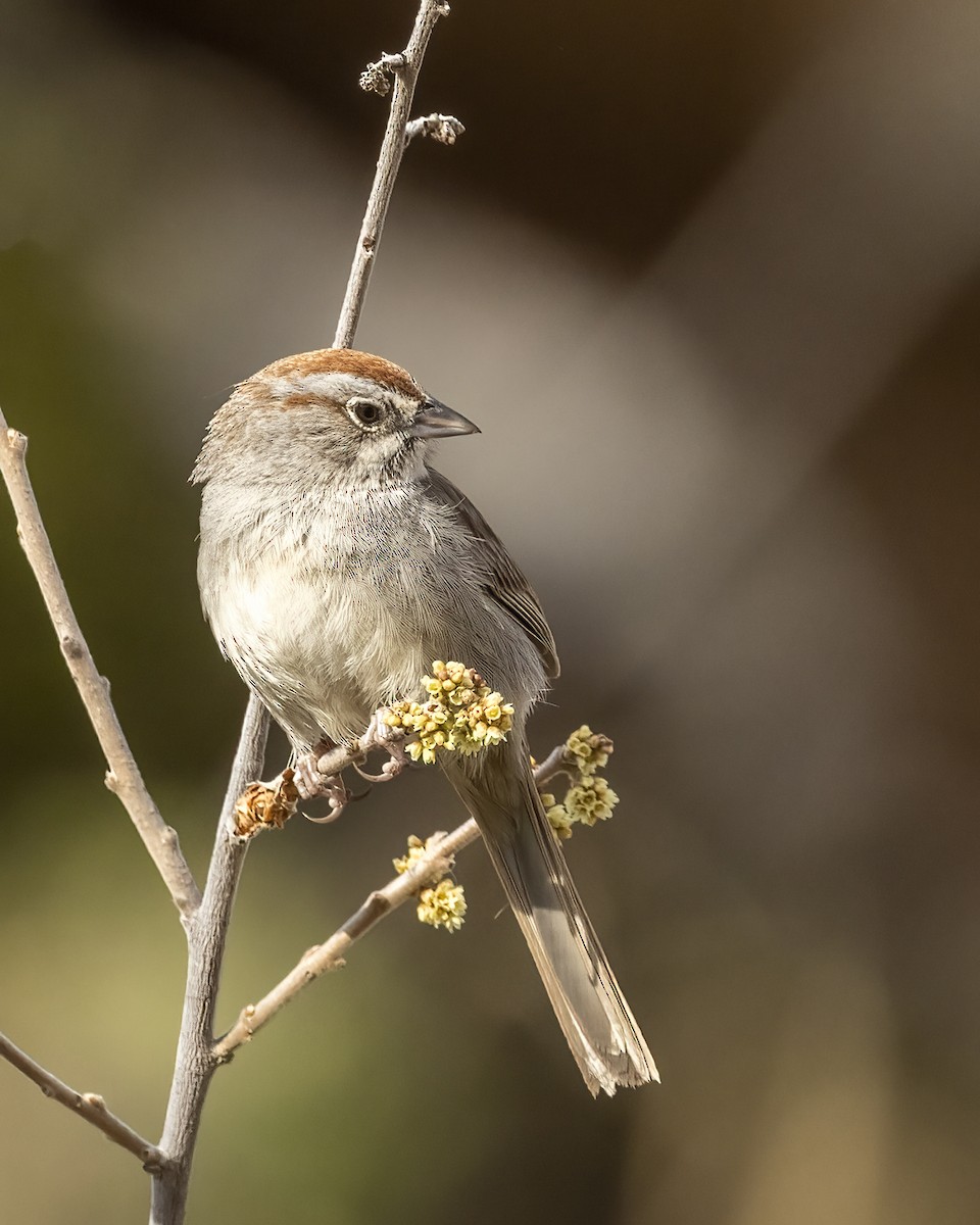 Rufous-crowned Sparrow - Bob Martinka