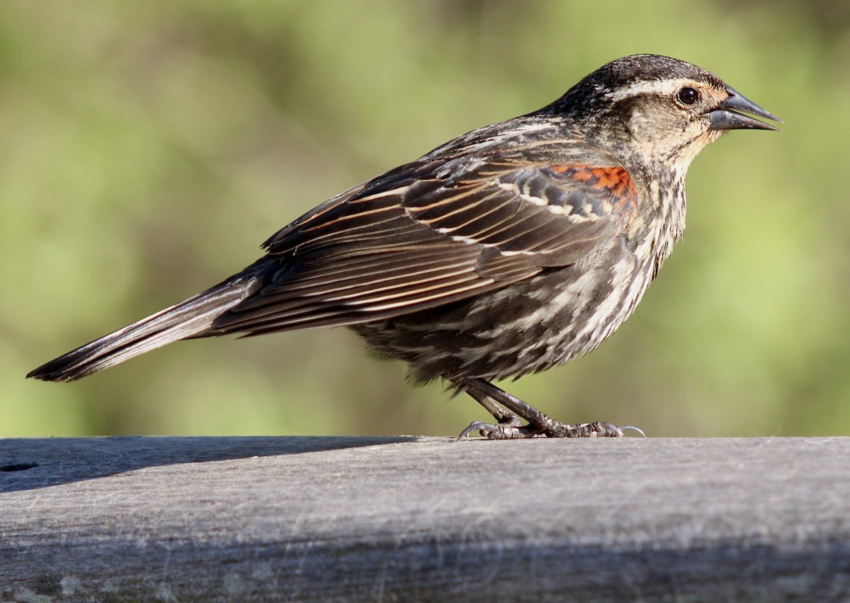 Red-winged Blackbird (Red-winged) - ML618397192