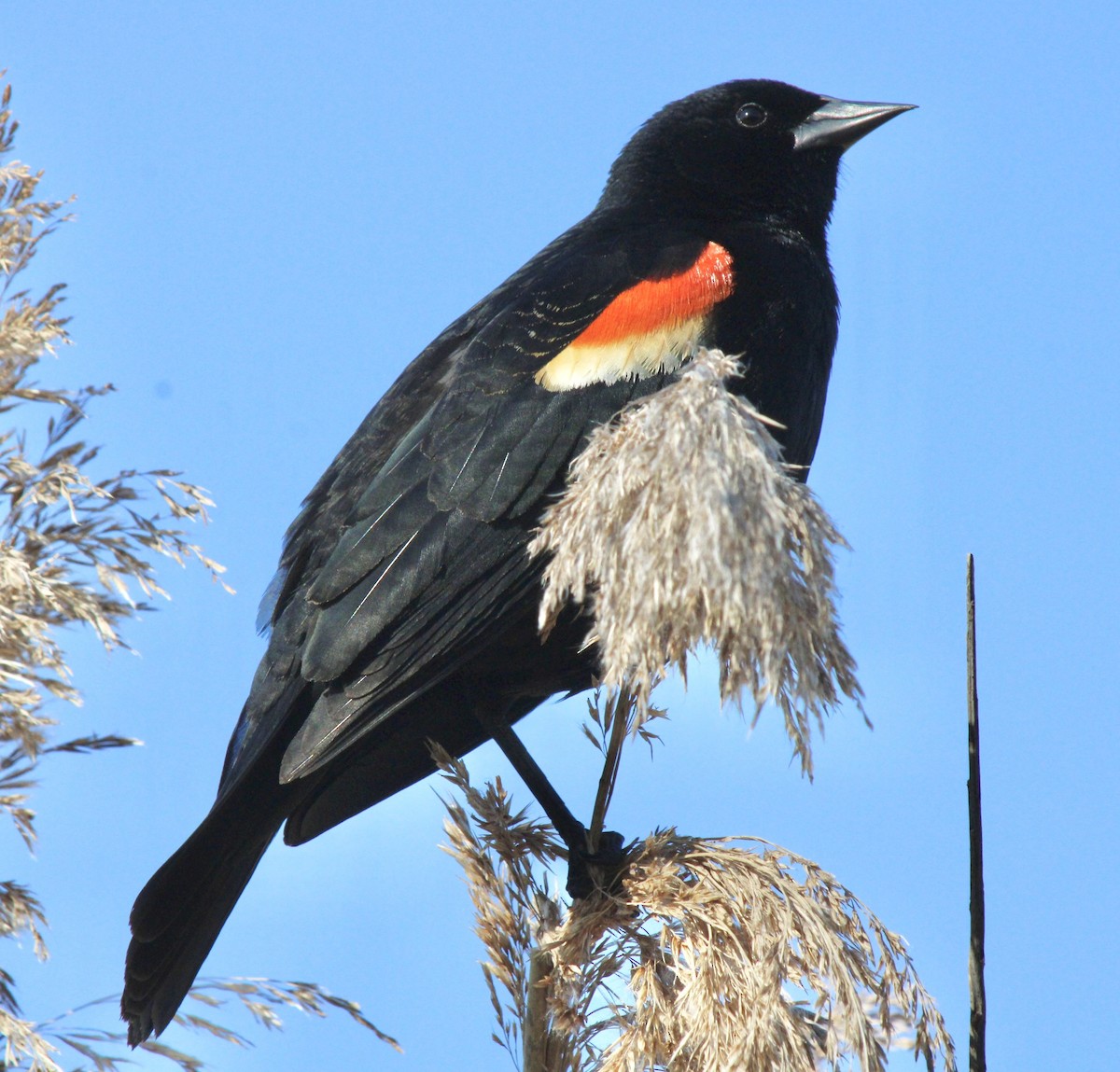 Red-winged Blackbird (Red-winged) - ML618397193