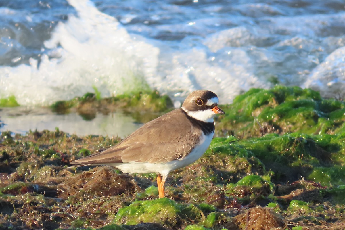 Semipalmated Plover - ML618397210