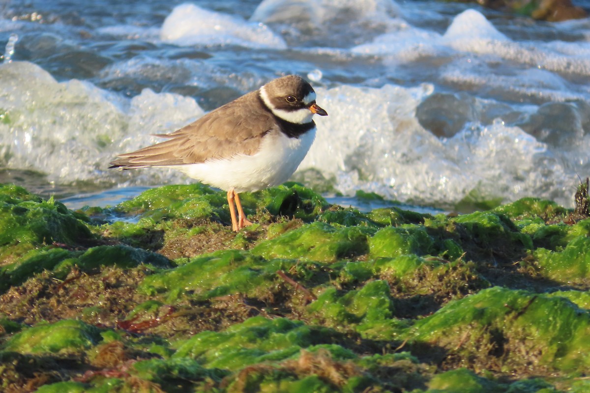 Semipalmated Plover - ML618397215