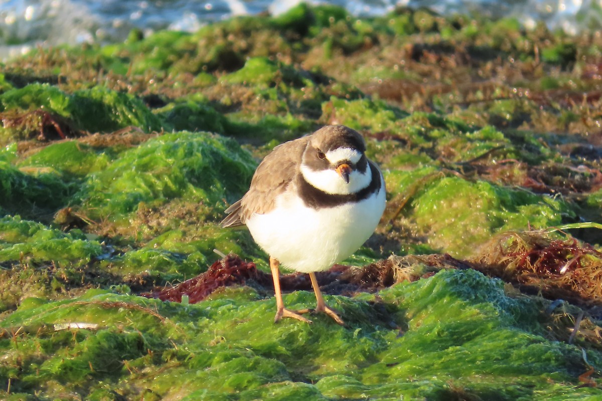 Semipalmated Plover - ML618397221