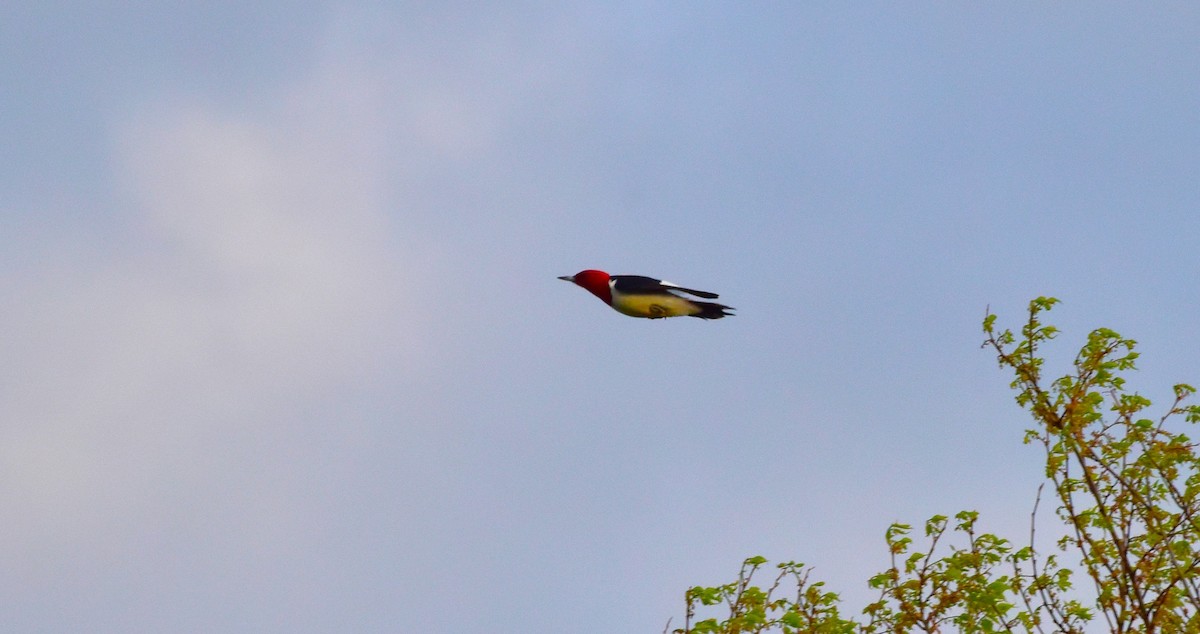 Red-headed Woodpecker - Susan March