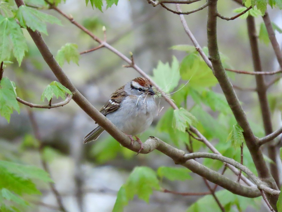 Chipping Sparrow - ML618397229