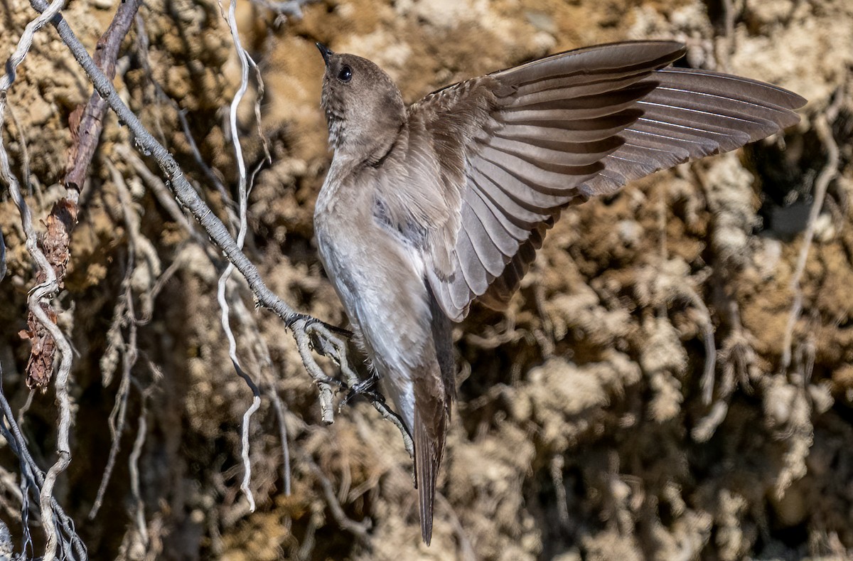 Northern Rough-winged Swallow - ML618397233
