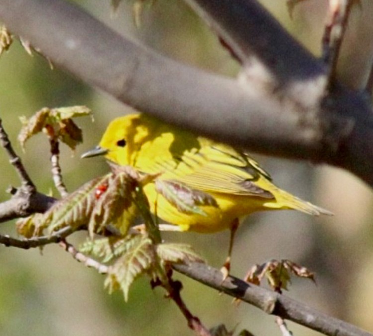 Yellow Warbler (Northern) - ML618397247