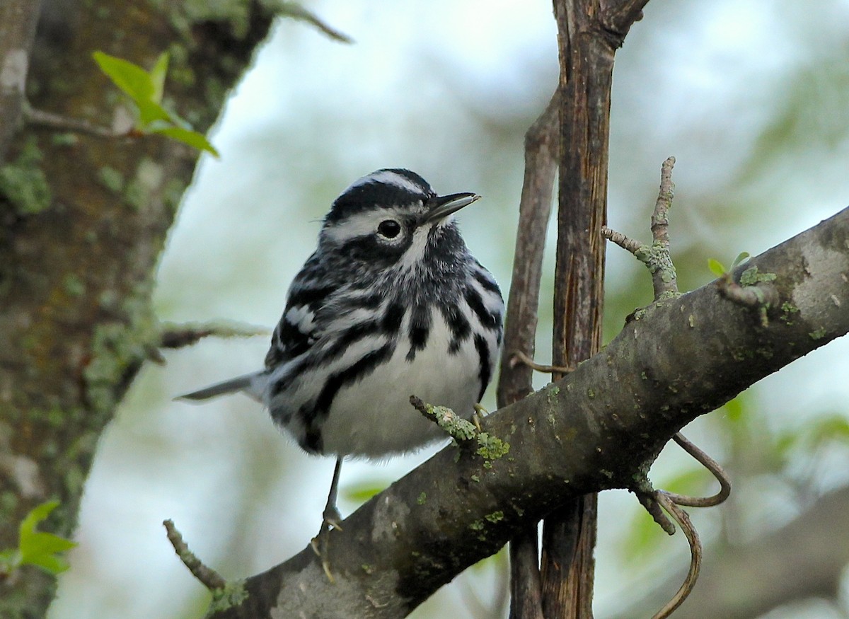 Black-and-white Warbler - ML618397267