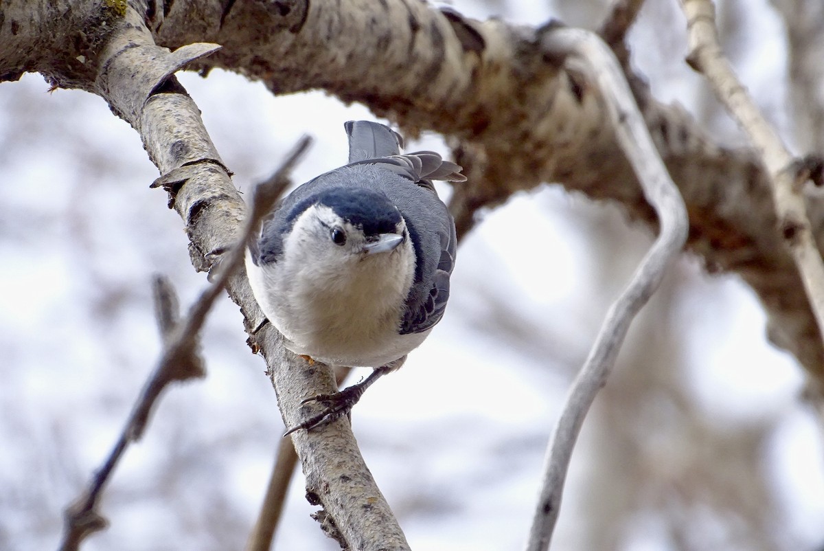 White-breasted Nuthatch - ML618397270