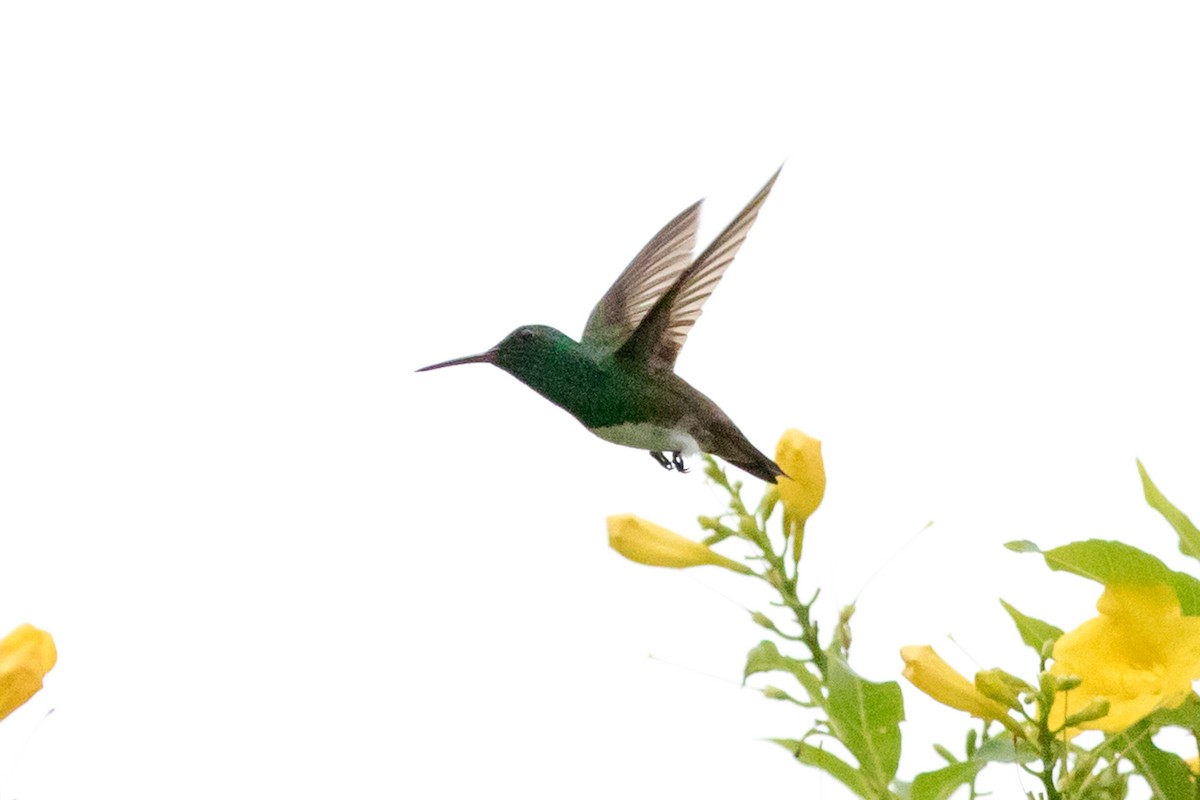 Snowy-bellied Hummingbird - ML618397275