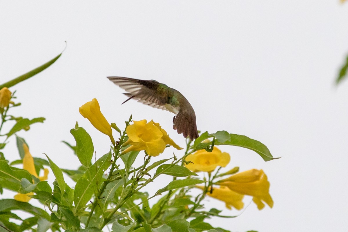 Snowy-bellied Hummingbird - ML618397277