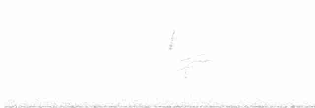 Дрізд-короткодзьоб плямистоволий - ML618397295