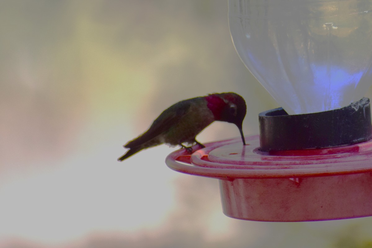 Anna's Hummingbird - ML618397298