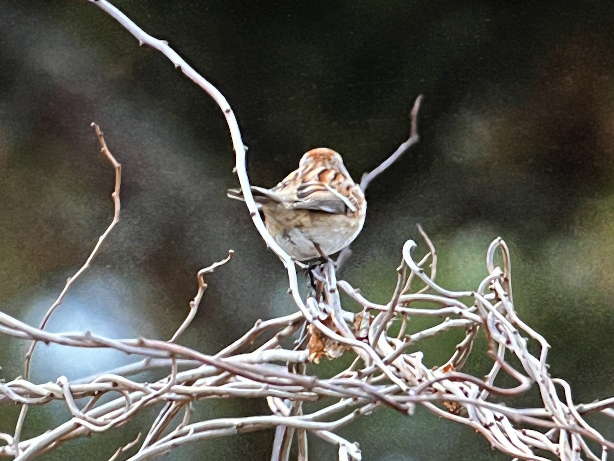 American Tree Sparrow - ML618397326