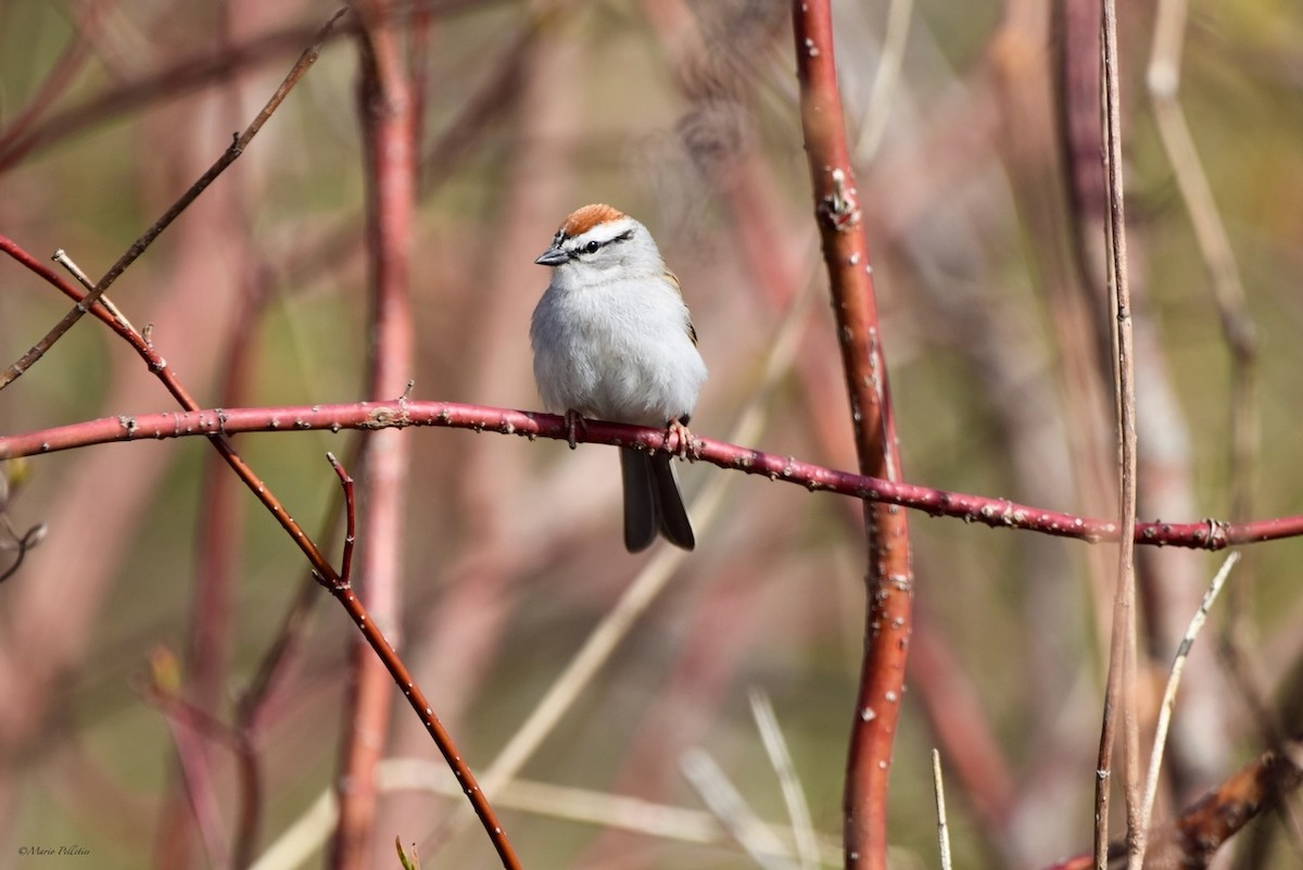Chipping Sparrow - ML618397331