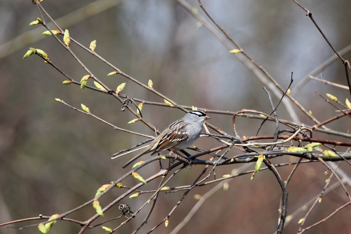 White-crowned Sparrow - ML618397340